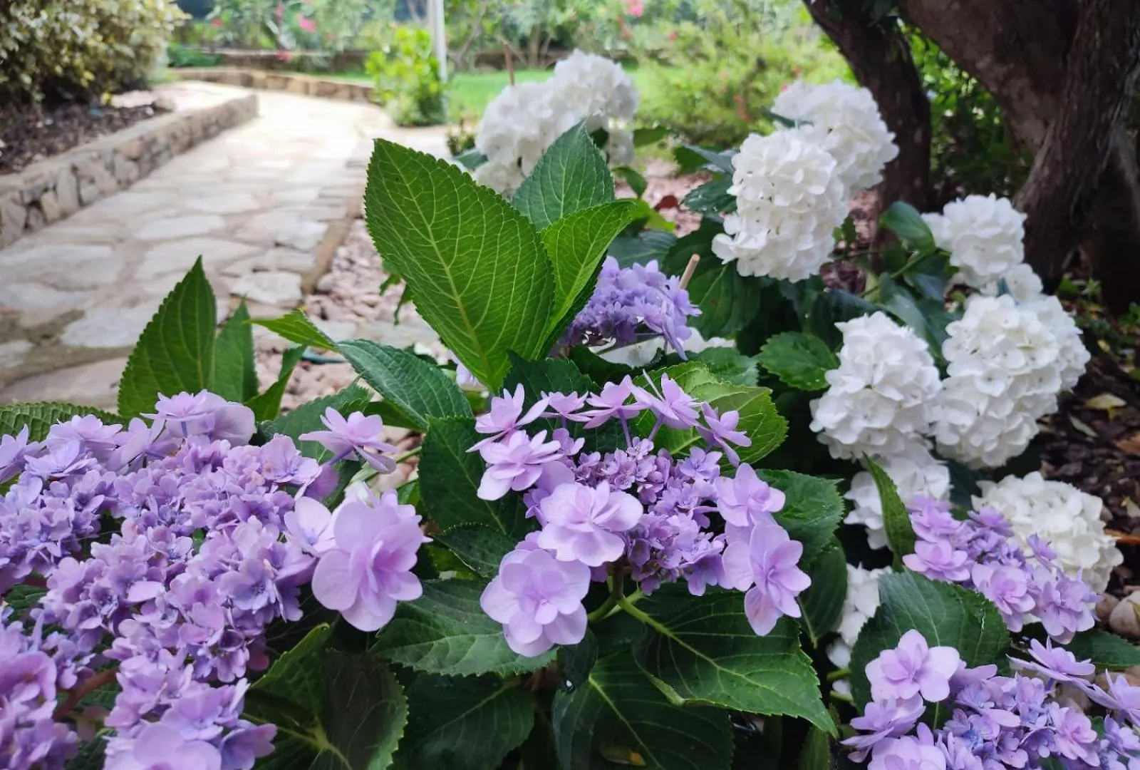 Villetta Con Piscina E Ampio Giardino Stintino Holiday home